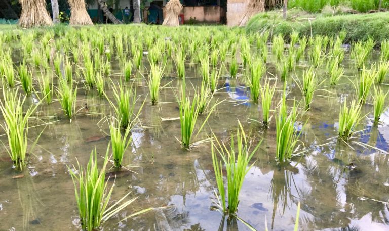 Vietnamese Rice Field