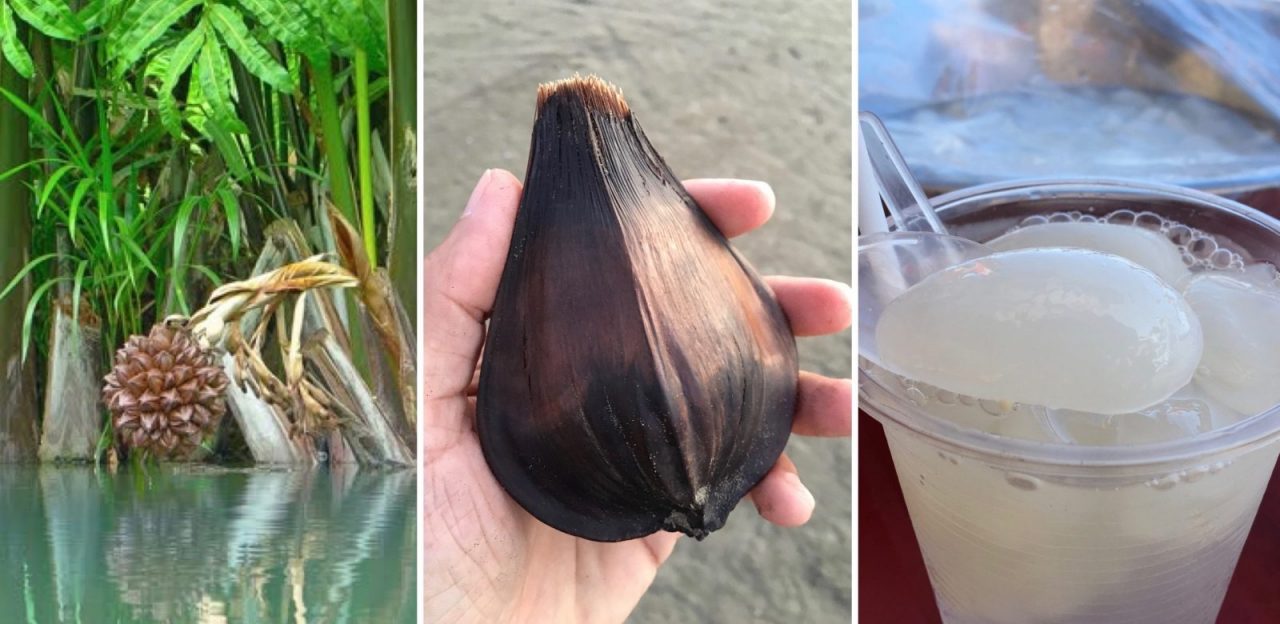 Vietnamese water coconut - Dừa Nước